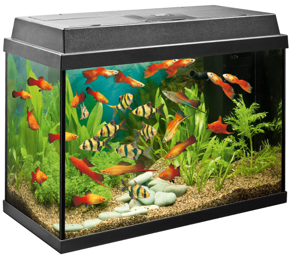 fish tank toys online